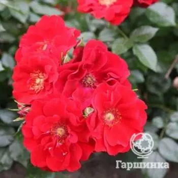 Роза Паприка, Тантау