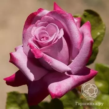 Роза Парадиз чайно-гибридная, Imperial Rose