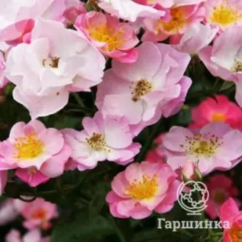 Роза Париж 2000 флорибунда, Питомник роз