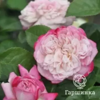 Роза Париж японская