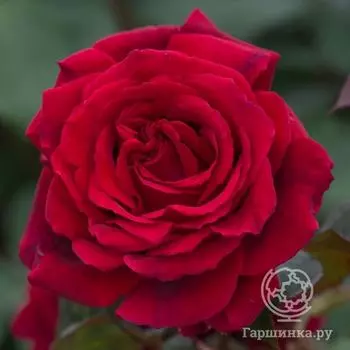 Роза Парпл Фрагранс чайно-гибридная, Imperial Rose