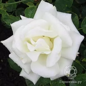 Роза Паскаль чайно-гибридная, Топалович