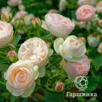 Роза Пастелла