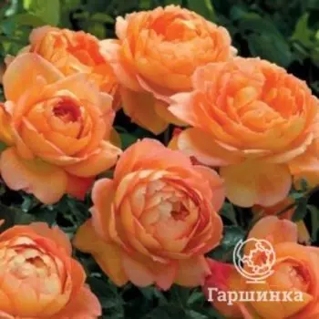 Роза Пэт Остин кустарниковая