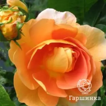 Роза Пэт Остин