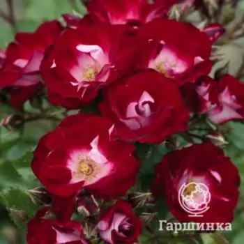 Роза Патрик Пуавр де Арвор/Флориан