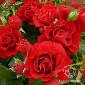 Роза Патриция Кент, Харкнесс