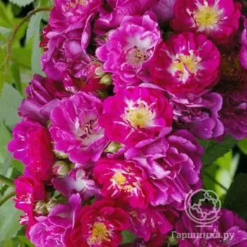 Роза Перенниал Блю плетистая