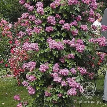 Роза Перенниал Блю плетистая, Тантау