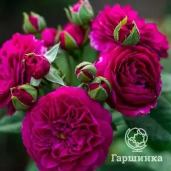Роза Перпл Лодж