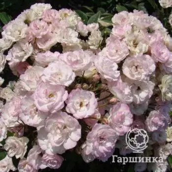 Роза Петит де Терра Франш