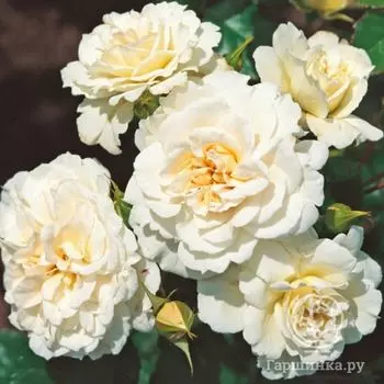 Роза Петтикоут, Кордес