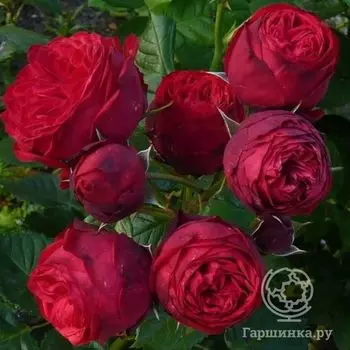 Роза Пиано чайно-гибридная, Тантау