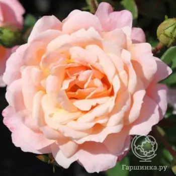 Роза Биатрис миниатюрная, Imperial Rose