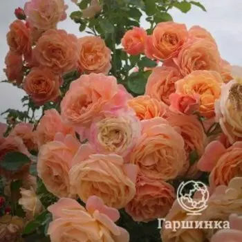 Роза Пич Мельба плетистая, Кордес