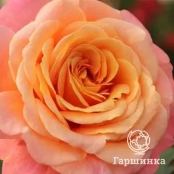 Роза Пич Мелба