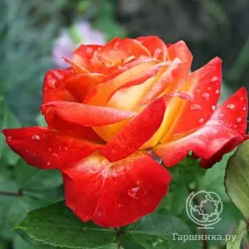Роза Пигаль 85 флорибунда, Imperial Rose