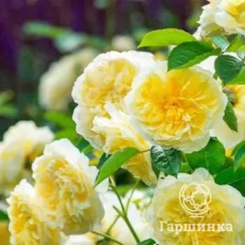 Роза Пилигрим кустарниковая, Питомник роз