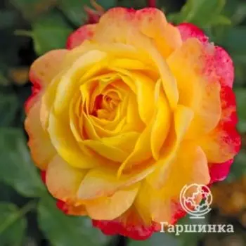Роза Пина Колада