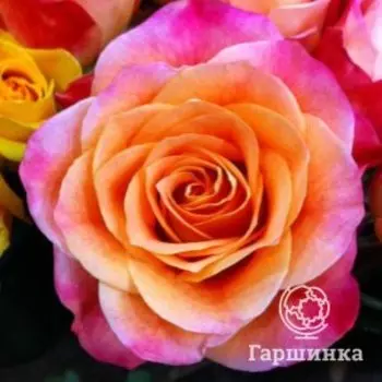 Роза Пина Колада, Питомник роз