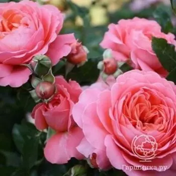 Роза Пинк Абанданс, Харкнесс