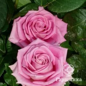 Роза Пинк Аква чайно-гибридная, Топалович