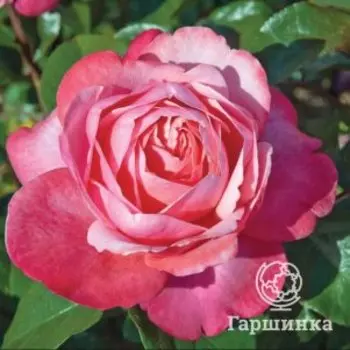 Роза Пинк Фламинго чайно-гибридная