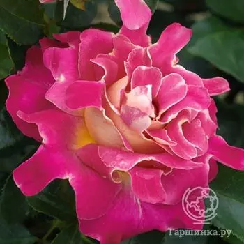 Роза Пинк Леди Раффлс, Интерплант