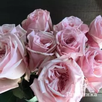 Роза Пинк Охара чайно-гибриднаяоза