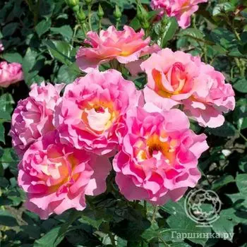 Роза Пинк Парадайз, Дельбар