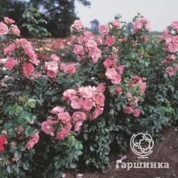 Роза Пинк Робуста