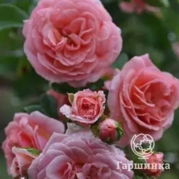 Роза Пируэт плетистая