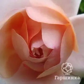 Роза Питер Пауль Рубенс флорибунда