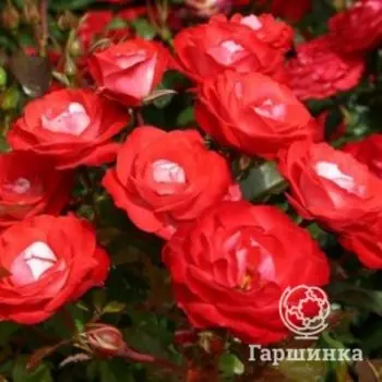 Роза Плантен Ун Блюмен флорибунда, Кордес