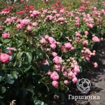 Роза Плейфул Рококо флорибунда