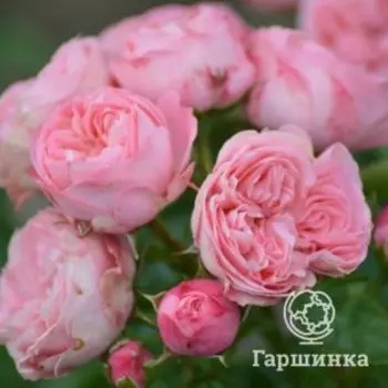 Роза Плейфул Рококо флорибунда