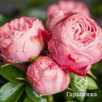 Роза Плейфул Рококо, Питомник роз Королева Роза
