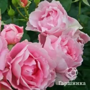 Роза Поэтри флорибунда