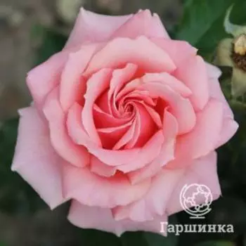 Роза Поэзи флорибунда, Топалович