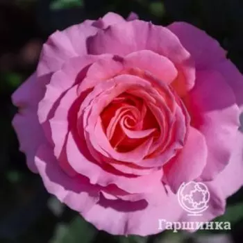 Роза Поэзия, Питомник Розы Фокино