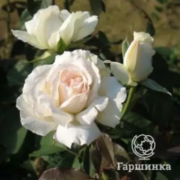 Роза Покер чайно-гибридная, Imperial Rose