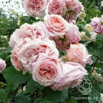 Роза Поль Бокуз, Гийо