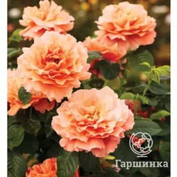 Роза Полька