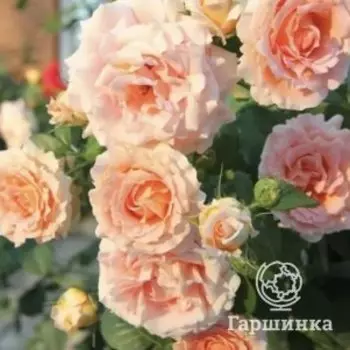 Роза Полька 91, Питомник роз Тимофей