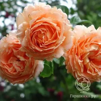 Роза Полька, Мейян