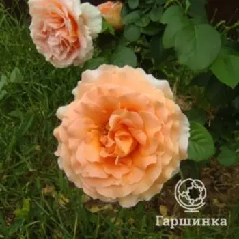 Роза Полька плетистая