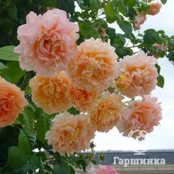 Роза Полька плетистая, Топалович