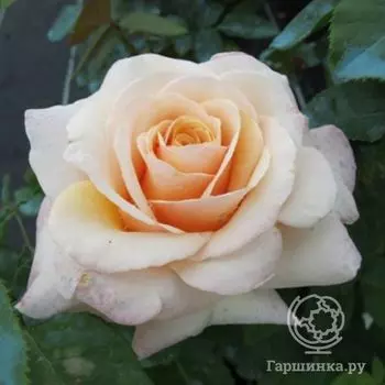 Роза Поль Рикар чайно-гибридная, Топалович