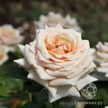 Роза Поль Рикард чайно-гибридная, Imperial Rose