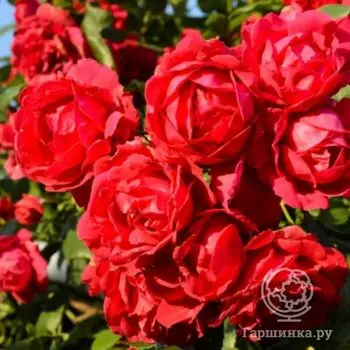 Роза Пол Скарлет, Кордес